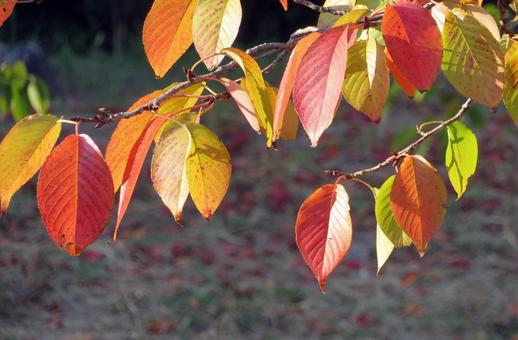 桜葉の紅葉 桜葉の紅葉 紅葉,桜葉,リーフの写真素材