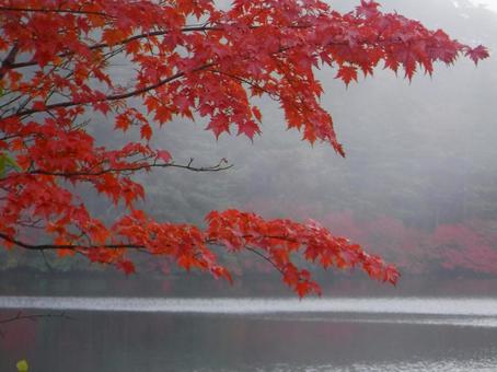 湖上の紅葉 湖上の紅葉の写真