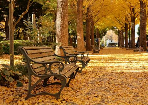 つくば市「洞峰公園」の銀杏並木とベンチ 洞峰公園,銀杏並木,紅葉の写真素材