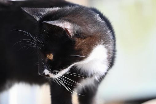 白黒猫 癒し,寝る,毛並みの写真素材