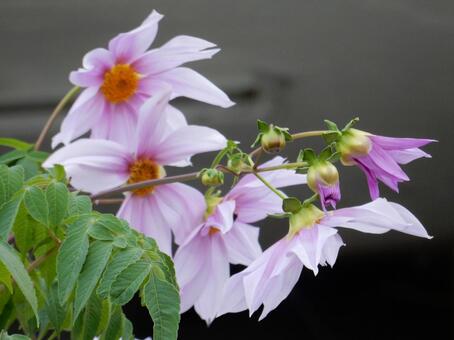 【花の写真】皇帝ダリア 皇帝ダリア,コウテイダリア,植物の写真素材