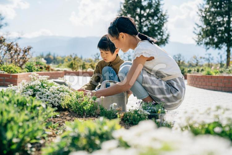 園芸・ガーデニング・スローライフ（姉弟） 花,花畑,子供の写真素材