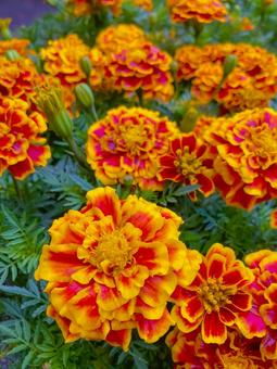 Marigold, JPG Marigold, JPG