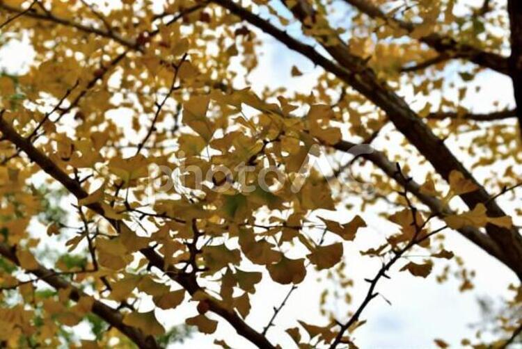 いちょう いちょう,かえで,もみじの写真素材