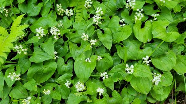 花 舞鶴草,白い花,緑の写真素材