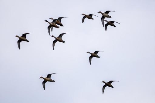 マガモの飛翔⒄の写真