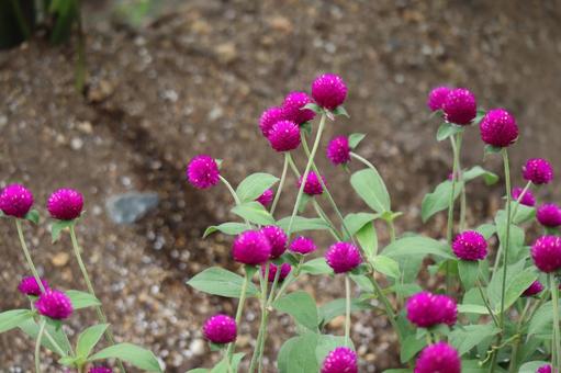 満開の濃いピンクの千日紅の花壇の花 満開,濃い,ピンクの写真素材