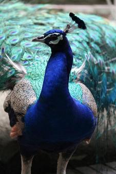 クジャク クジャクの写真