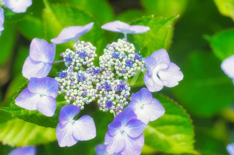 アジサイ　紫陽花　あじさい 6月,紫陽花,2023年の写真素材