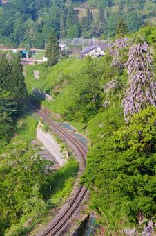 250521長野県栄村飯山線と山藤 長野県,下水内郡,栄村の写真素材