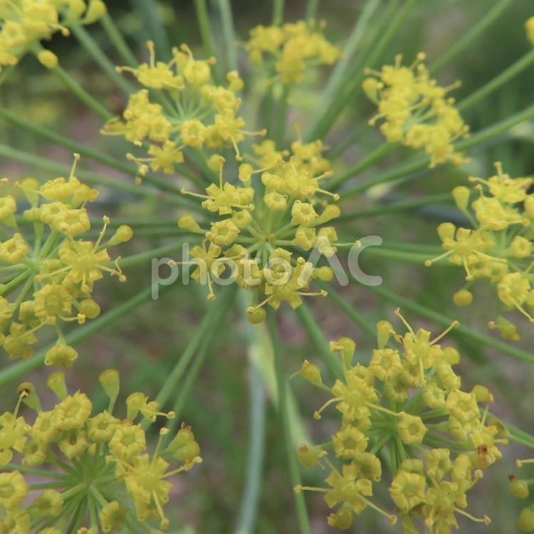 フェンネル（ウイキョウ） フェンネル,ウイキョウ,花の写真素材