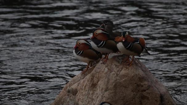オシドリ団らんの写真