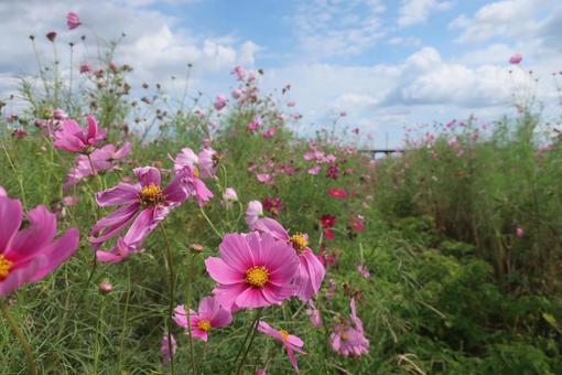 コスモス畑 コスモス畑 コスモス,日本,風景の写真素材