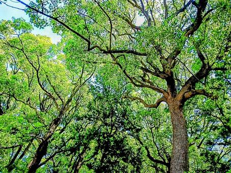 豊かな森の緑 自然 風景 景色 豊かな森の緑 自然 風景 景色の写真