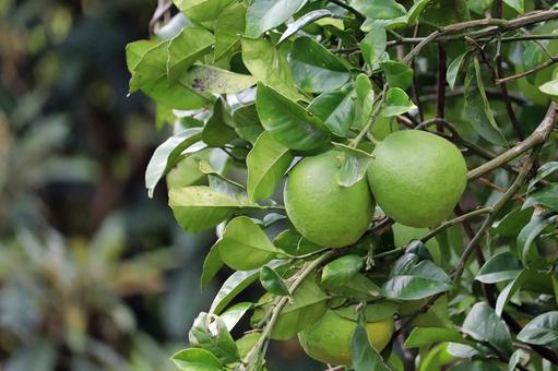 柑橘と多くの葉っぱ 柑橘,葉っぱ,実の写真素材