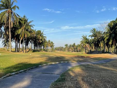 タイのゴルフ場のヤシの木の林 ゴルフ,ゴルフ場,空の写真素材