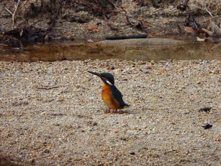 砂地に降りて啼くカワセミ カワセミ,鳥,鳥類の写真素材
