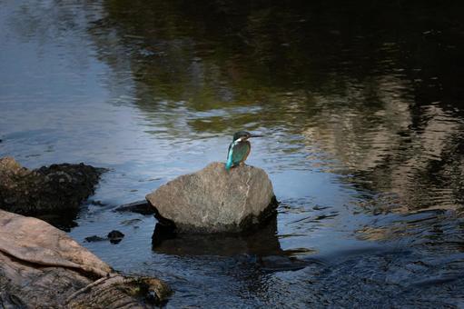 岩に留まるカワセミ 岩に留まるカワセミの写真