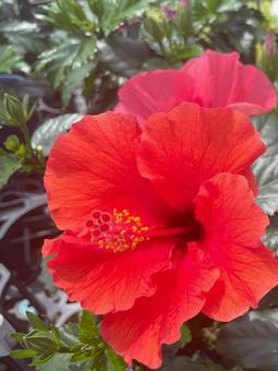 鮮やかな赤いハイビスカスの花(縦構図) 鮮やかな赤いハイビスカスの花(縦構図)の写真
