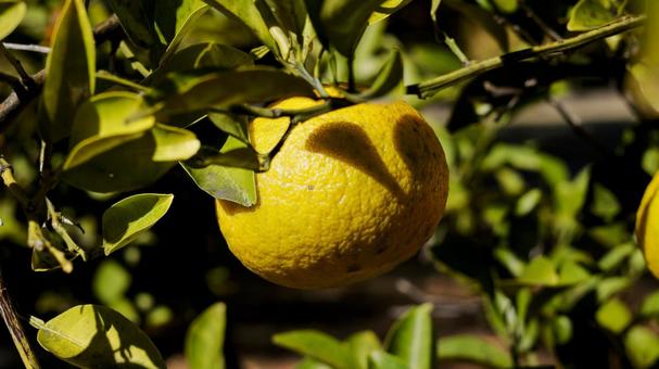 【果物の写真】夏みかん 夏みかん,みかん,自然の写真素材