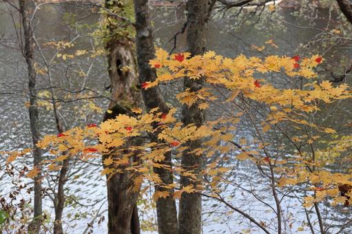 紅葉 紅葉の写真