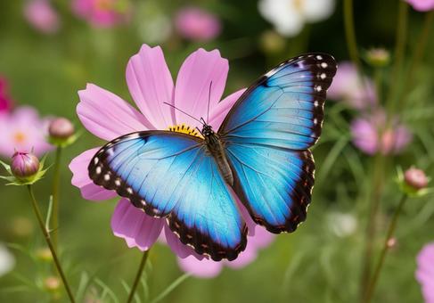 ブルーモルフォとコスモスの写真