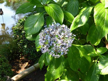 見ごろを終えた庭園のウズアジサイ ウズアジサイ,紫陽花,花の写真素材