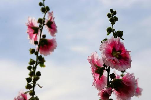 6月上旬の仏生山公園のタチアオイの花 6月上旬の仏生山公園のタチアオイの花 タチアオイ,花,植物の写真素材