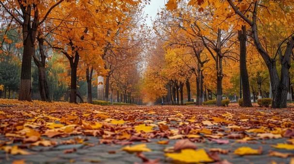 秋の紅葉 並木道 秋の紅葉 並木道の写真