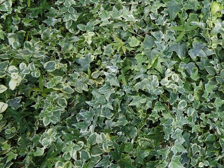 群生して生えるツル植物 群生して生えるツル植物 の写真