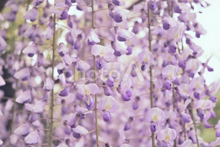 咲きそろった藤の花 藤,紫,鮮やかの写真素材