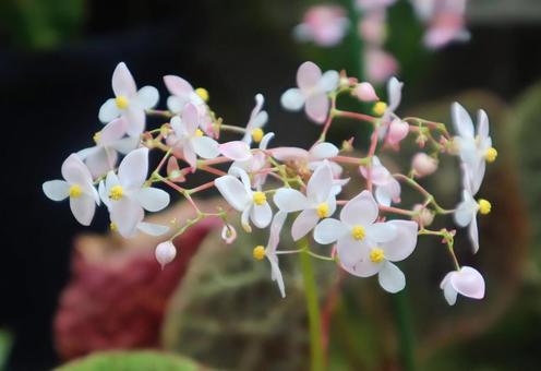 思想草 ベゴニア,花,flowerの写真素材