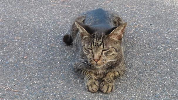 スフィンクス座りで夕涼みするもふもふな猫 スフィンクス座りで夕涼みするもふもふな猫の写真