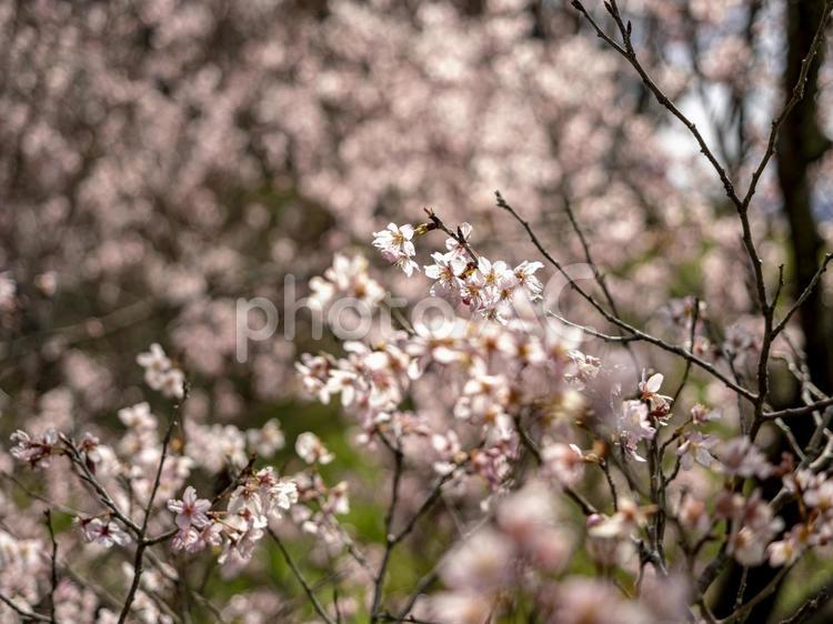 桜の園で桜が満開 満開,さくら,かわいいの写真素材