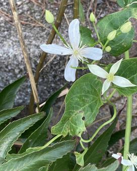 白い小さな花の写真