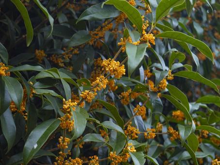 キンモクセイ 金木犀,秋,香の写真素材