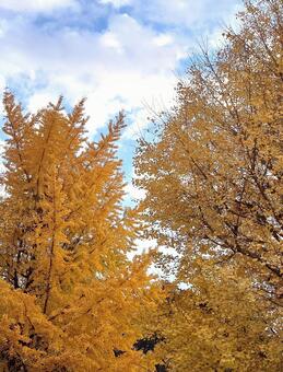 黄色い銀杏の木 イチョウ,紅葉,銀杏の写真素材