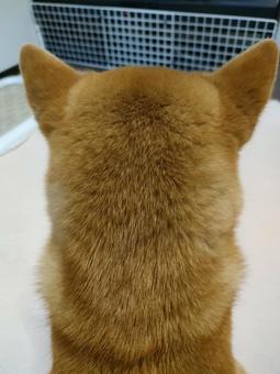 柴犬の後頭部! 柴犬の後頭部!の写真