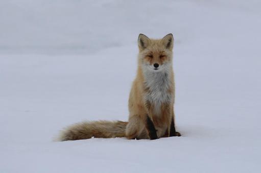 キタキツネ キタキツネ,きつね,野生動物の写真素材