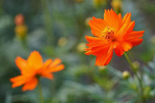 Yellow Cosmos, JPG