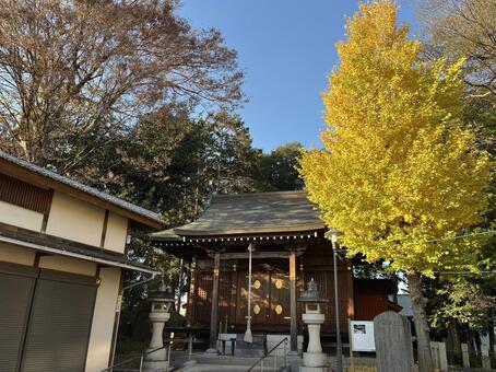 川越日枝神社・晩秋の境内 川越,日枝神社,川越観光の写真素材