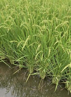 稲 稲 田んぼ,水田,稲の写真素材