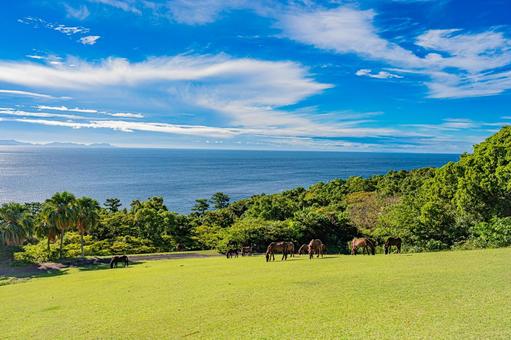 鹿児島　開聞山麓自然公園（トカラ馬牧場） 開聞山麓自然公園,トカラ馬牧場,開聞岳の写真素材