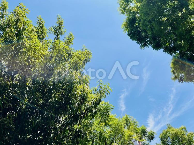空と木の枝の美しい背景 木,枝,空の写真素材