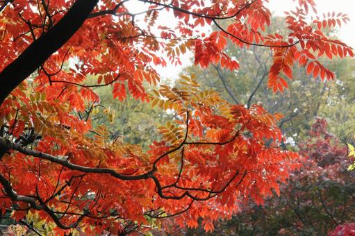 コウヨウ・紅葉　自然風景 樹木,葉,色づくの写真素材