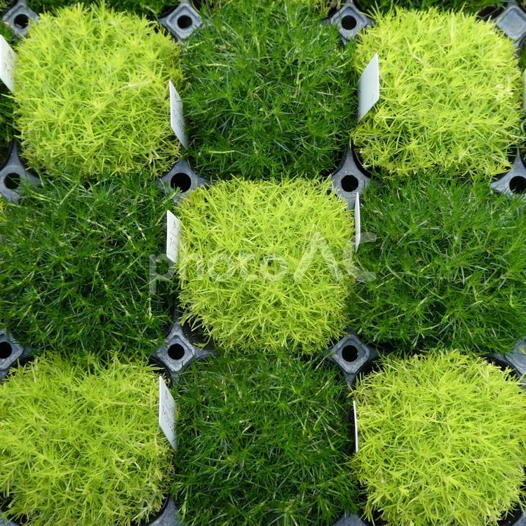 サギナ アイリッシュモス　市松模様 サギナ,市松模様,芝生の写真素材