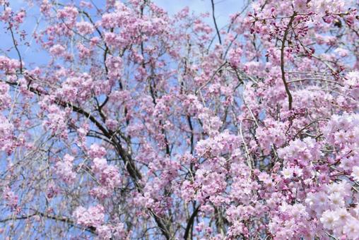 満開の桜と青空の写真