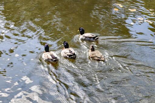 諫早御書院庭園の真鴨 鴨,マガモ,オスの写真素材
