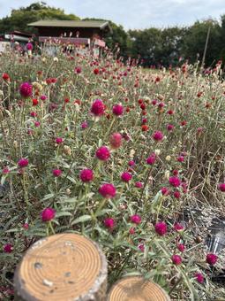 センニチコウ 緑地公園,季節,花壇の写真素材