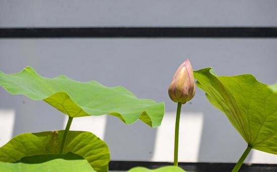 咲きそうなハスのつぼみ 咲きそうなハスのつぼみ ハス,咲きそう,光の写真素材